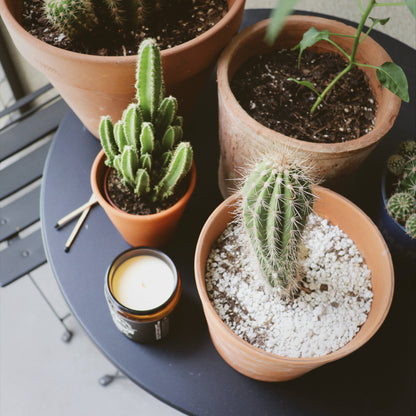 Cactus Flower and Jade